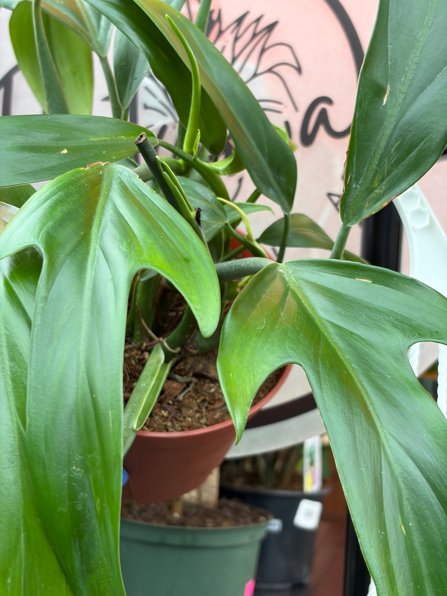 Philodendron Panduriforme