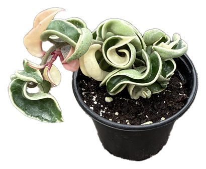 Hoya Hindu Rope Variegated