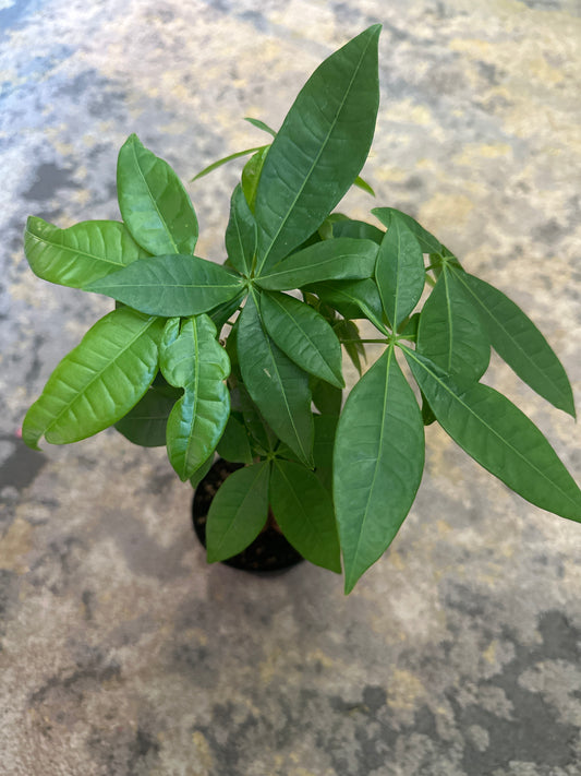 Pachira Money Tree Braid
