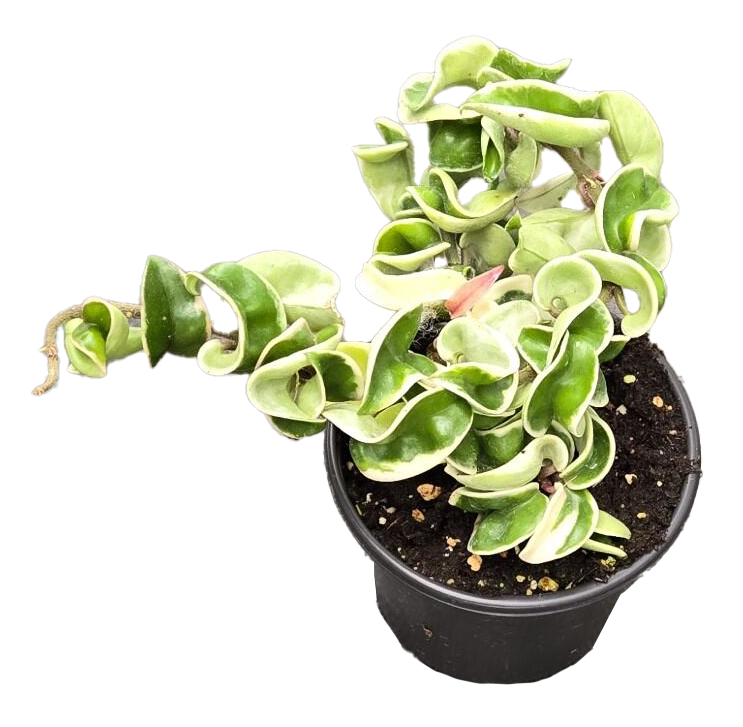 Hoya Hindu Rope Variegated