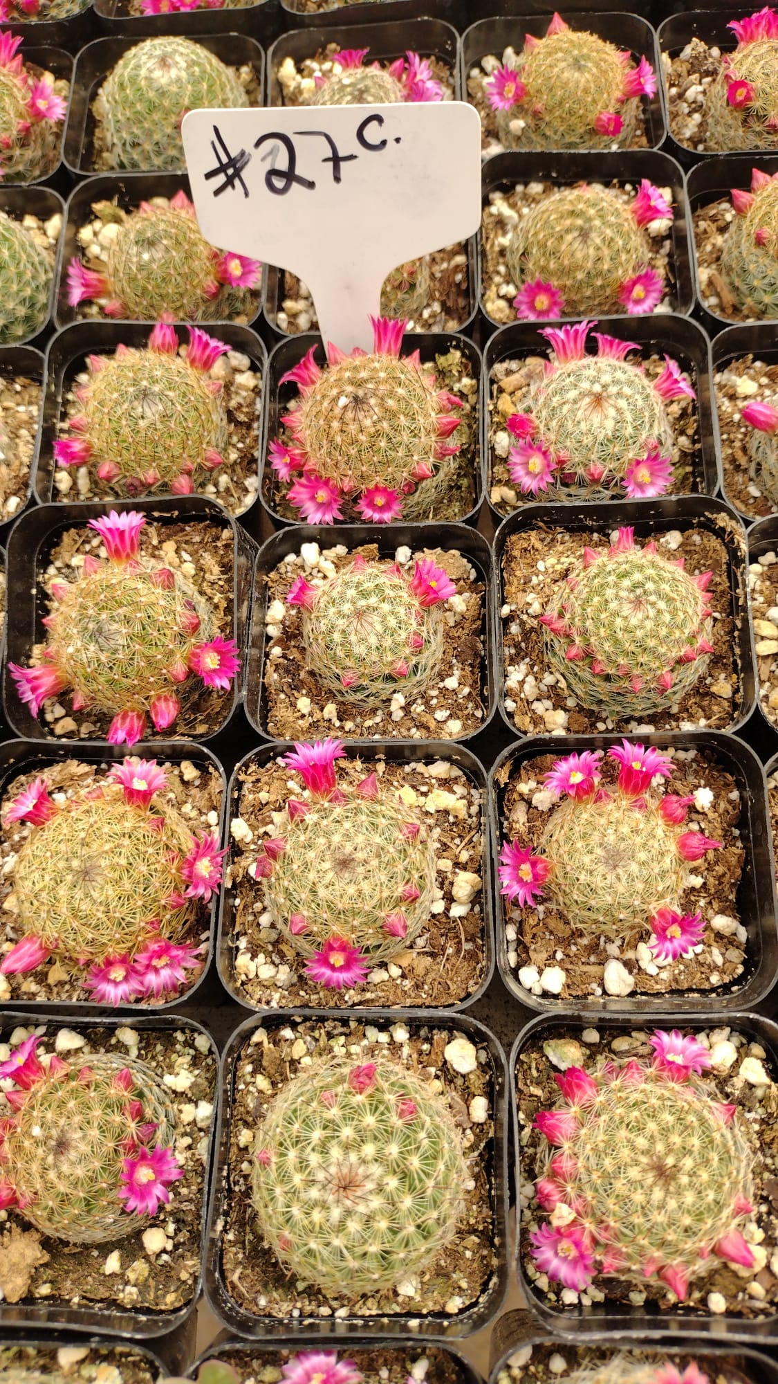 #27c Powder Puff Mammillaria Bocasana