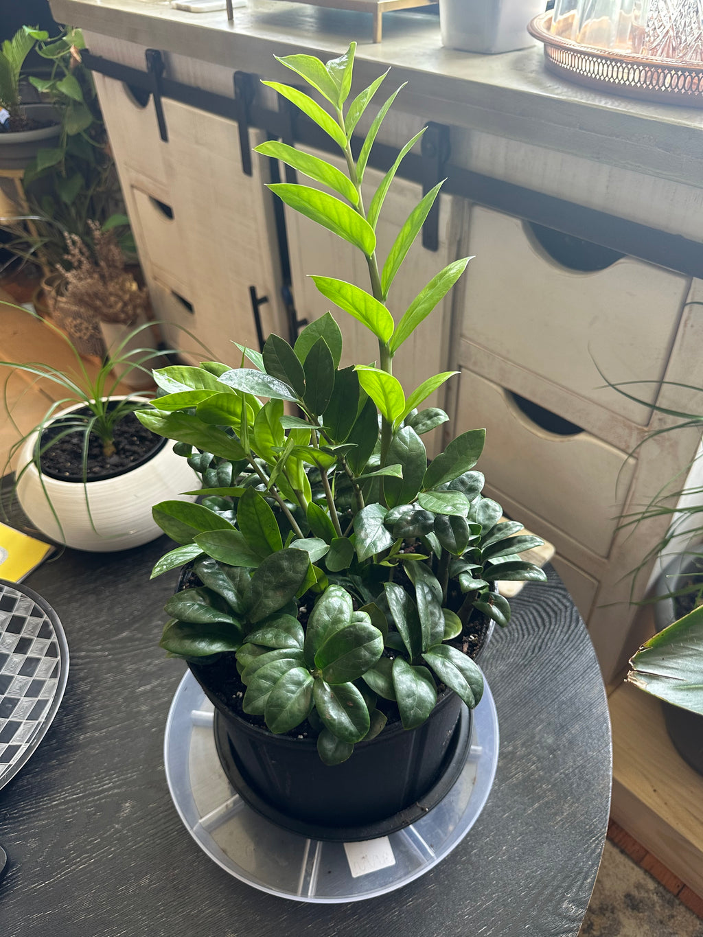 💎 ZZ Bouquet 10-Inch Pot (Dwarf & Regular ZZ Plant Mix)