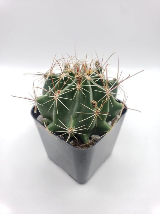 #29c Hamatocactus Setispinus