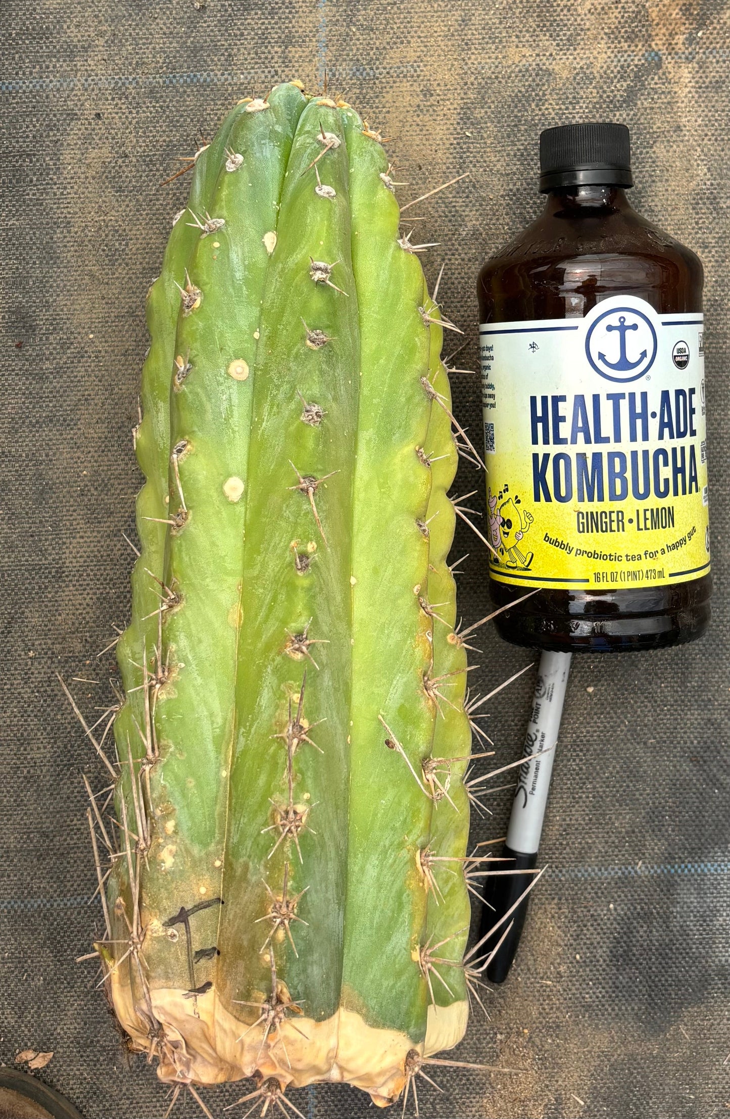 #EC20 EXACT TLC Special Trichocereus Peruvianus TSSBP Blue Peru Cactus Cuttings