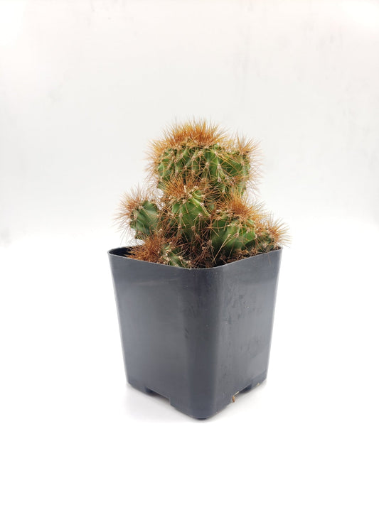 #33c Cereus Rapandus Monstrose
