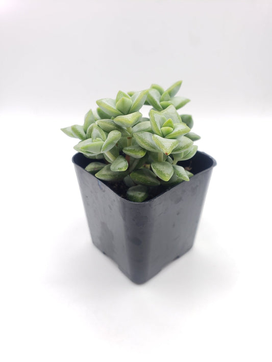 #35 Crassula Rupestris Cultivar