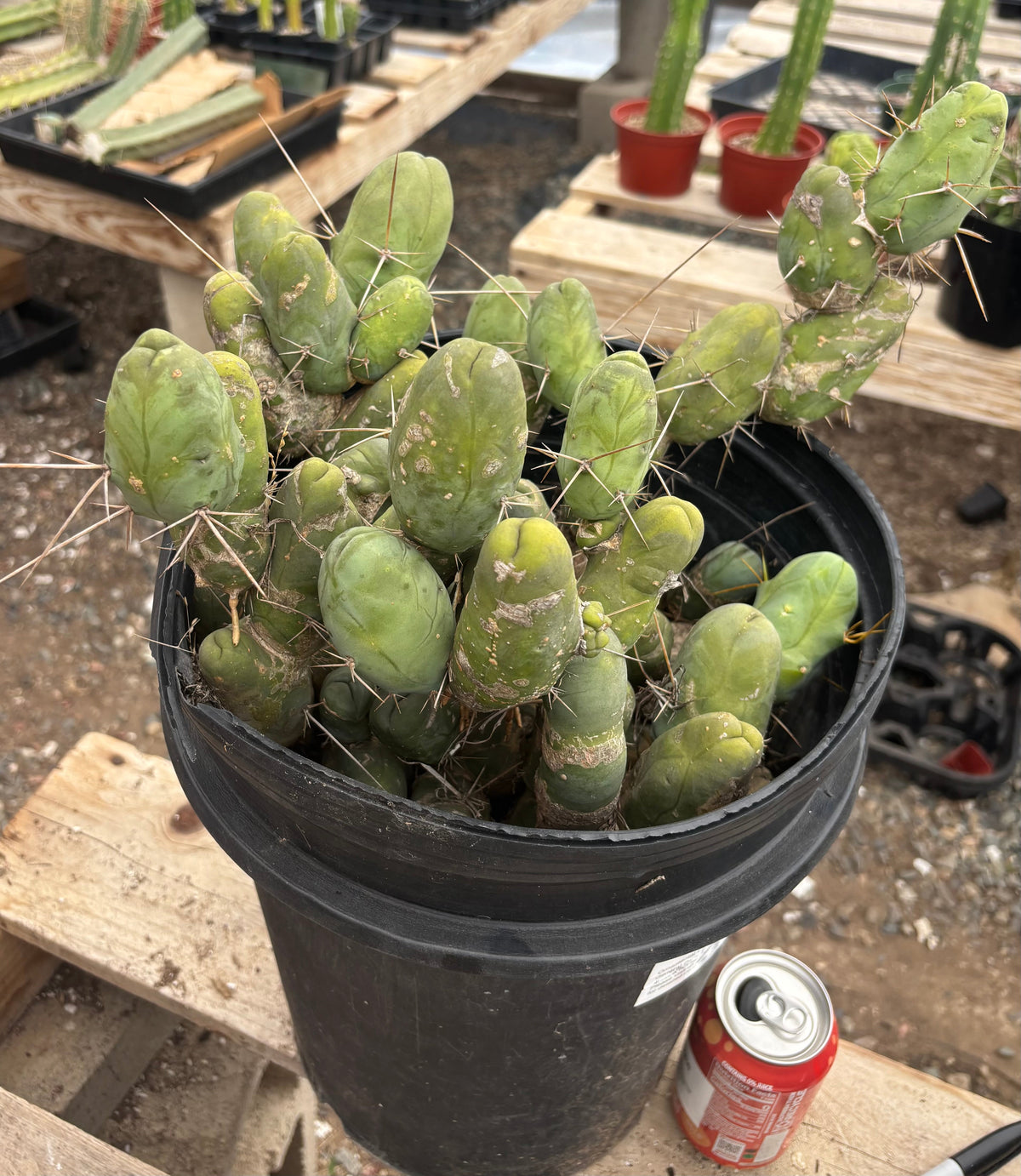 #EC39 EXACT Trichocereus Bridgesii Monstrose TBM Cactus 48+ segments
