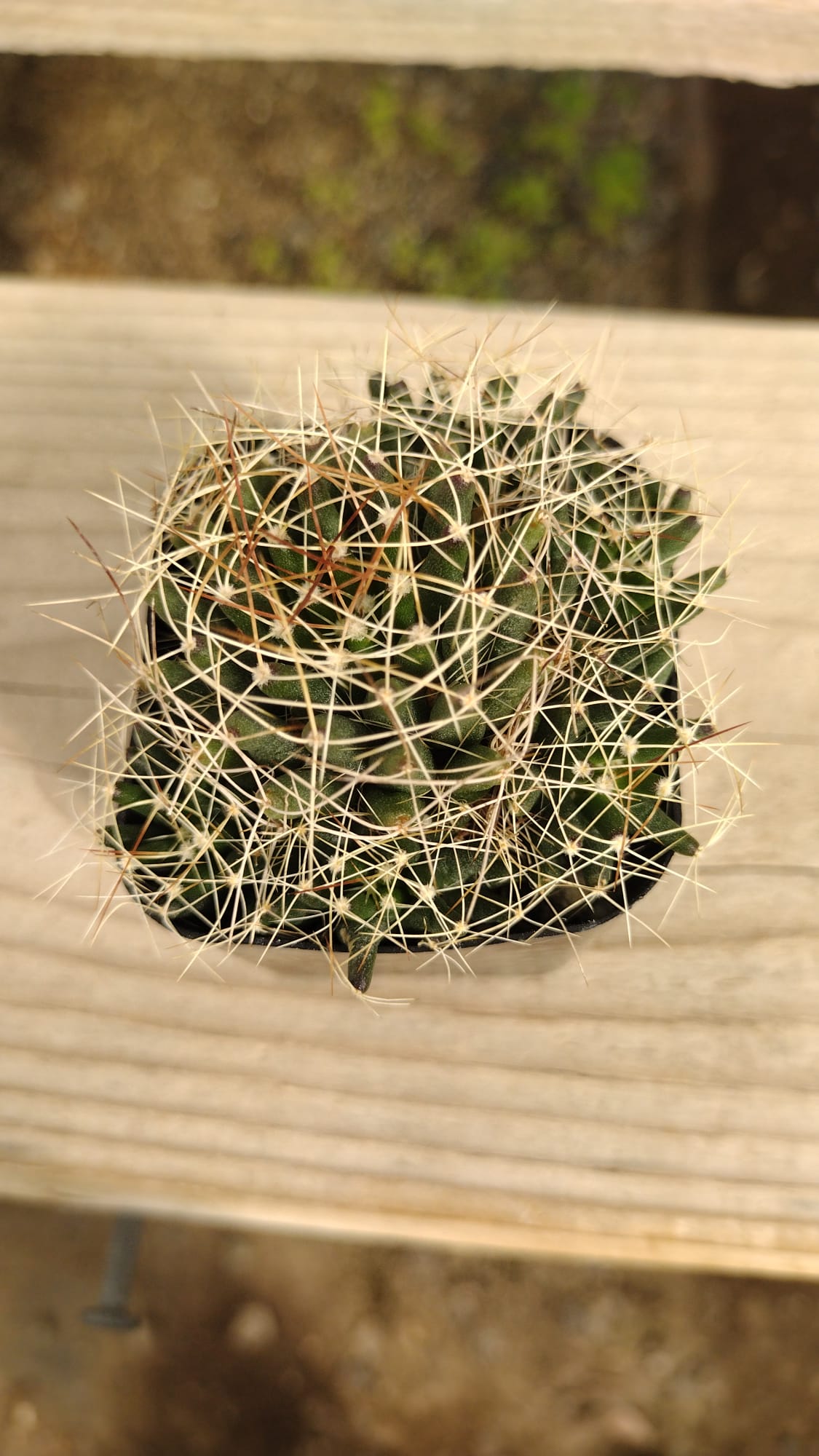 #35c Birds Nest