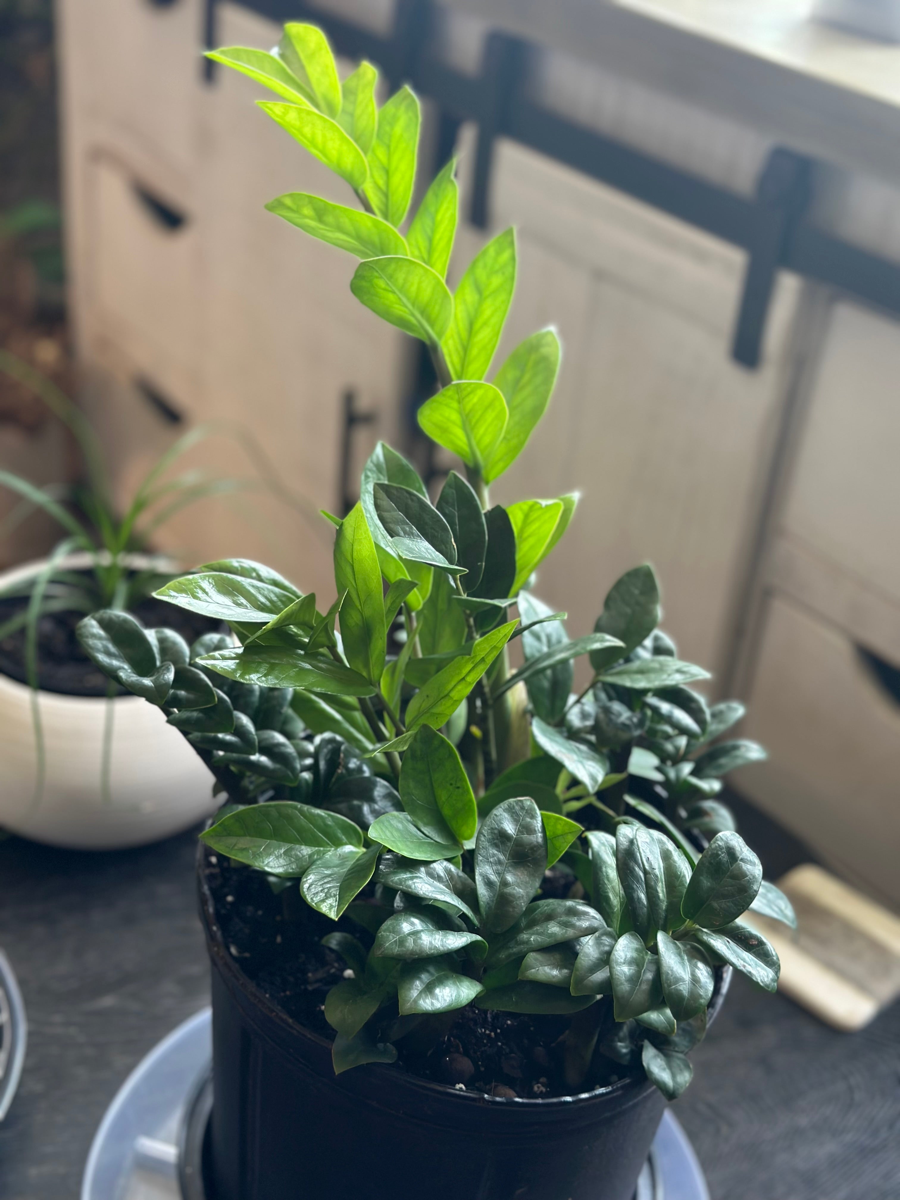 💎 ZZ Bouquet 10-Inch Pot (Dwarf & Regular ZZ Plant Mix)