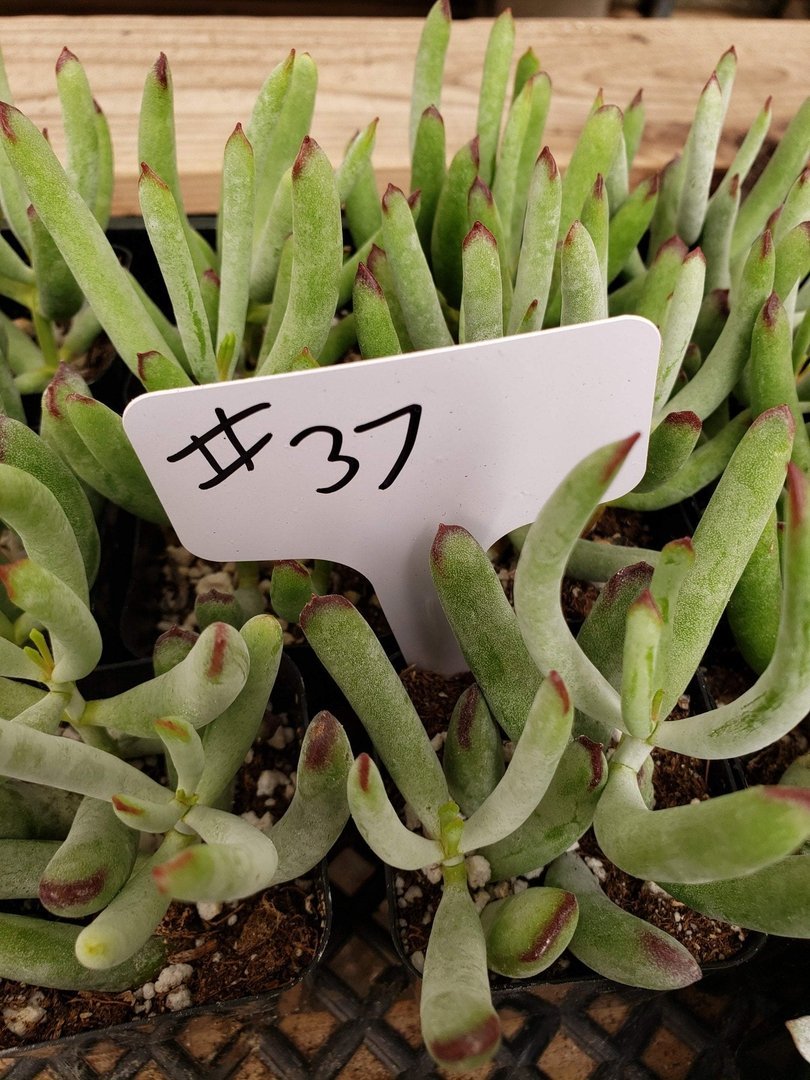#37 Cotyledon