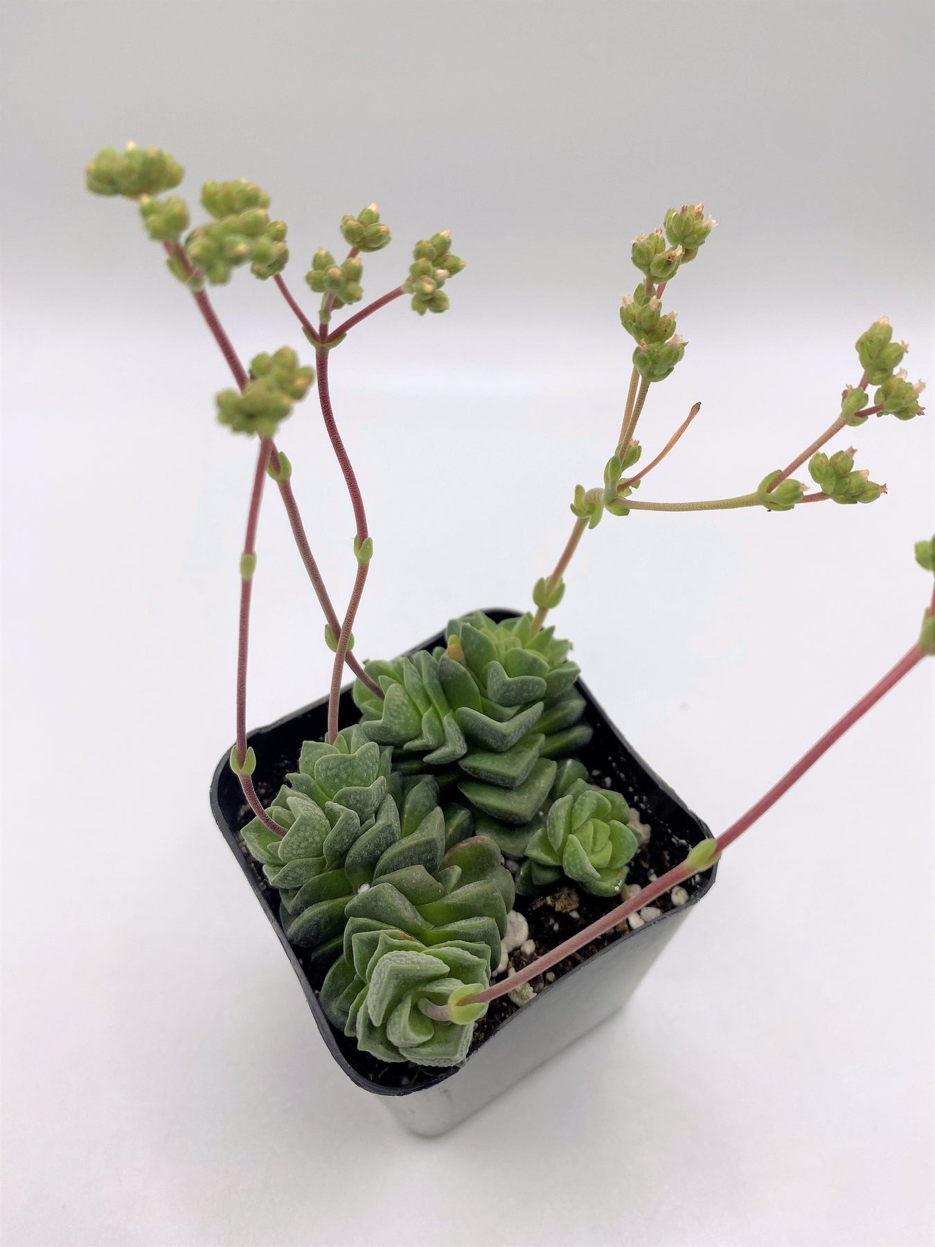 #38 Crassula Dorothy