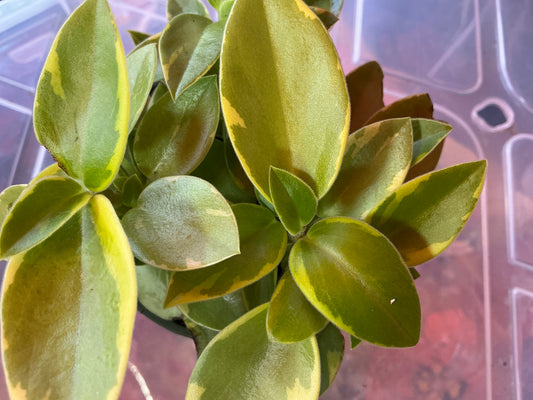 Peperomia 'Pixie Lime' — 3.5 in pot