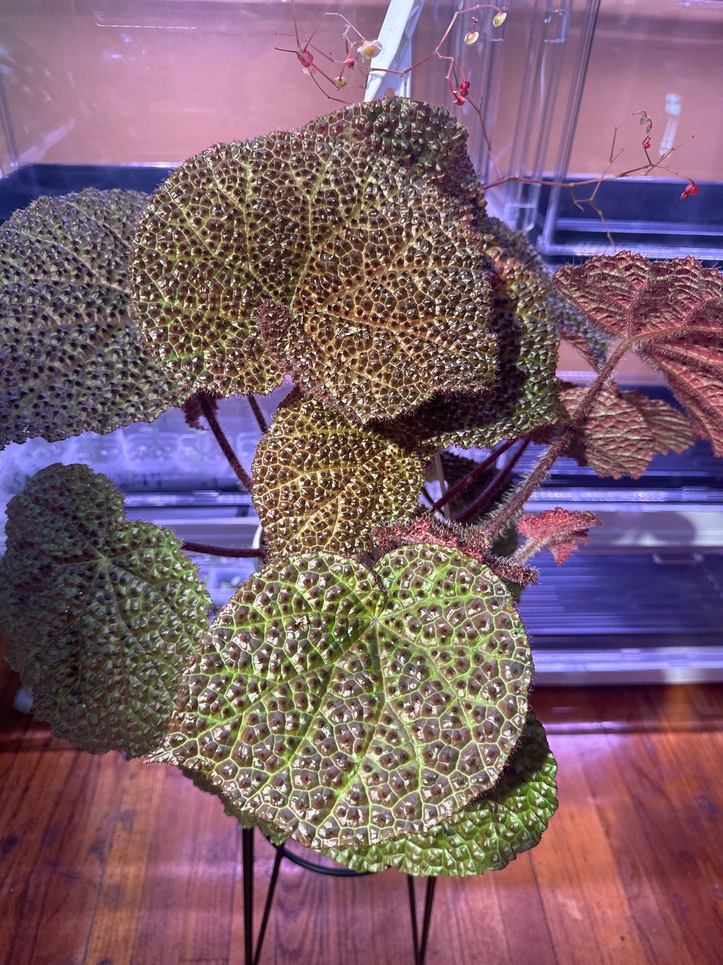 Begonia Melanobullata X Iron Cross Tricolor