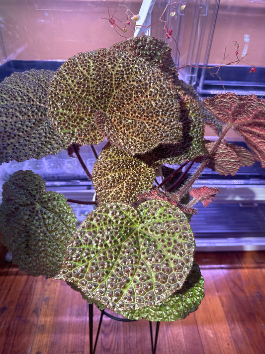 Begonia Melanobullata X Iron Cross Tricolor