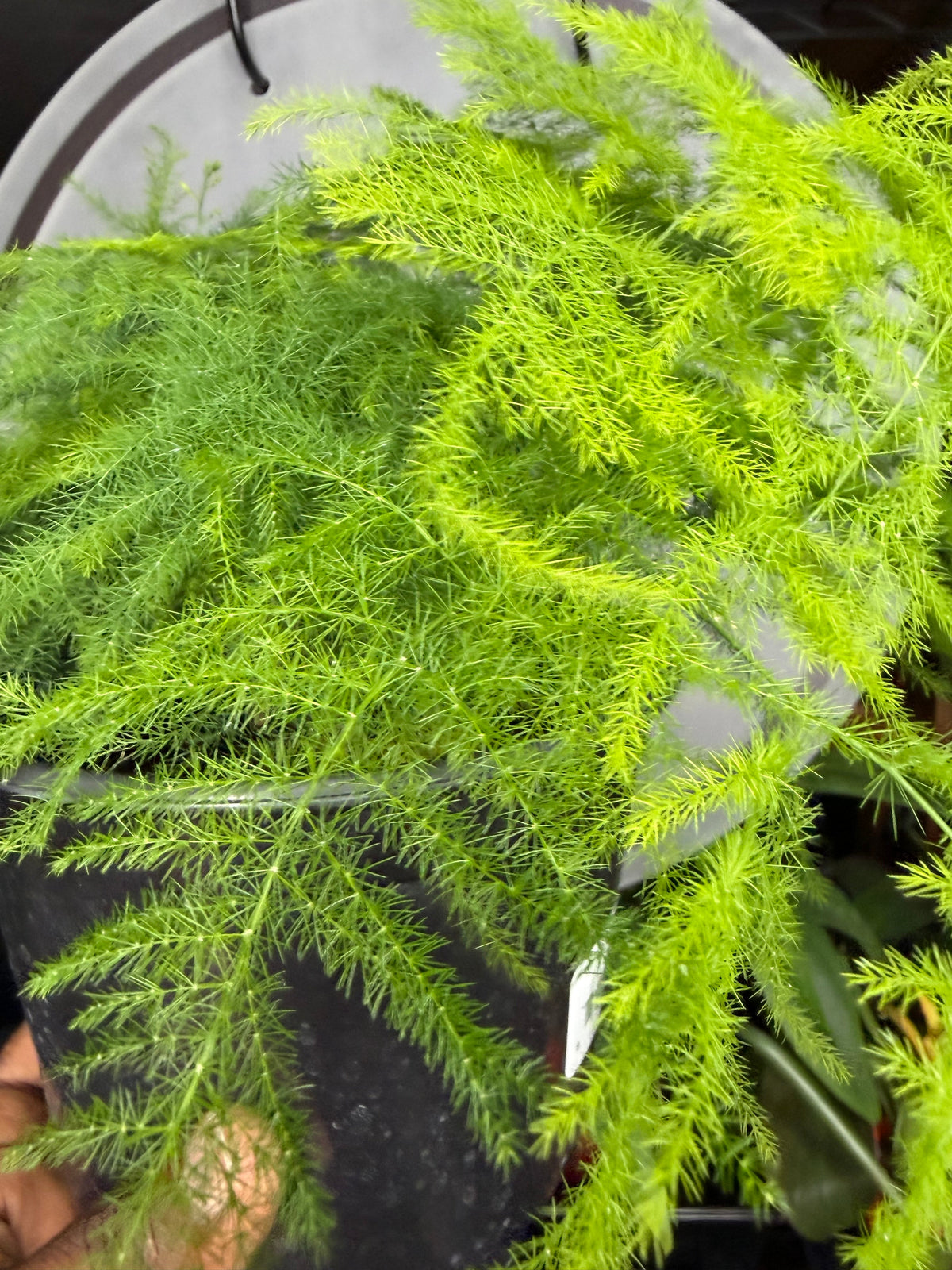 Plumosa Fern Asparagus setaceus in a larger grower pot showing mature feathery foliage