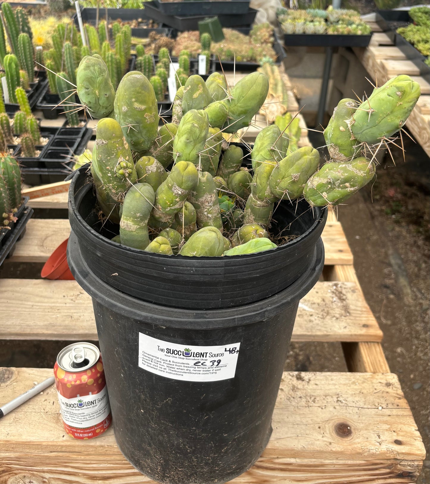 #EC39 EXACT Trichocereus Bridgesii Monstrose TBM Cactus 48+ segments