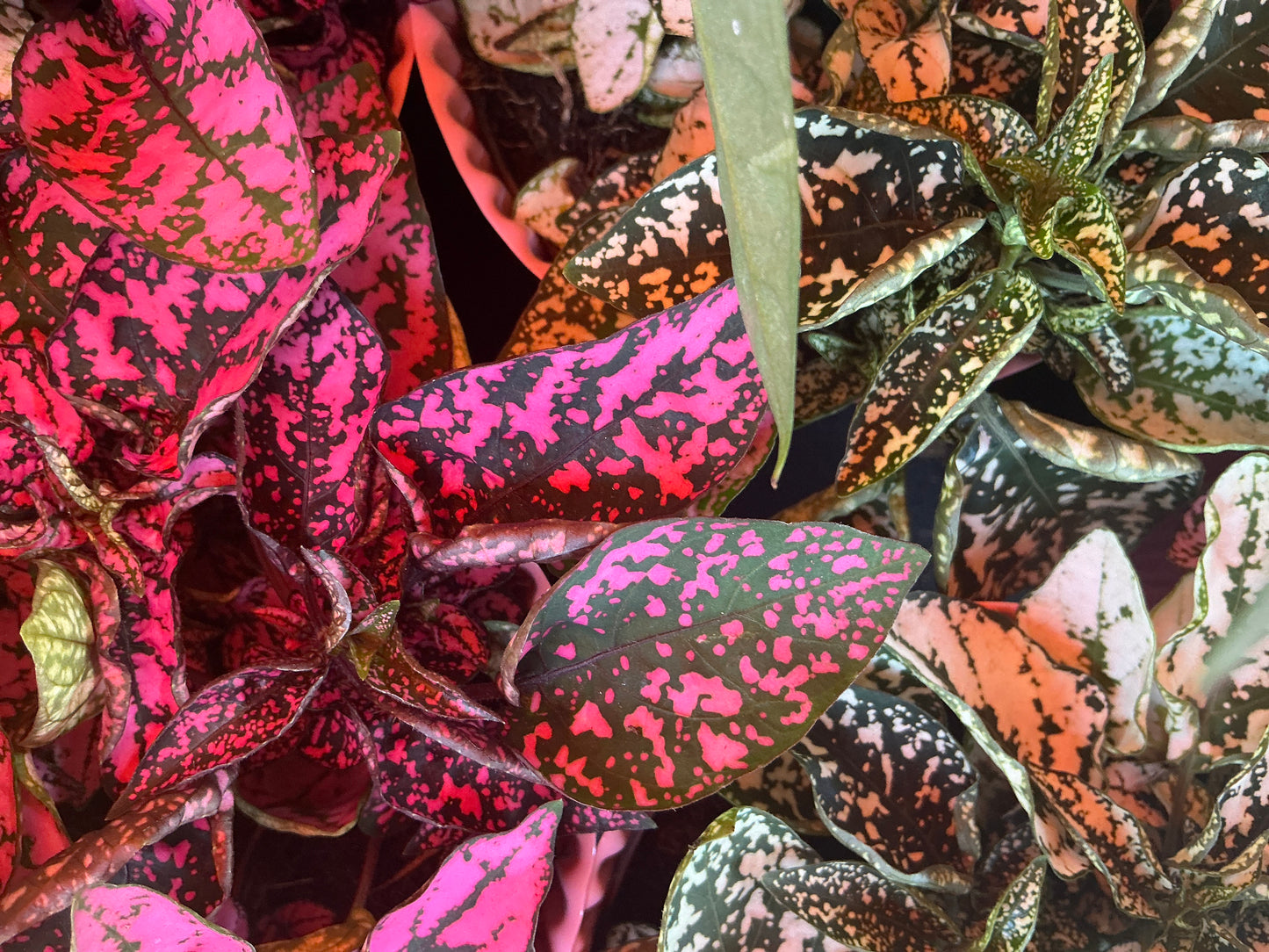 Polka Dot Plant (Pink, Red, White)