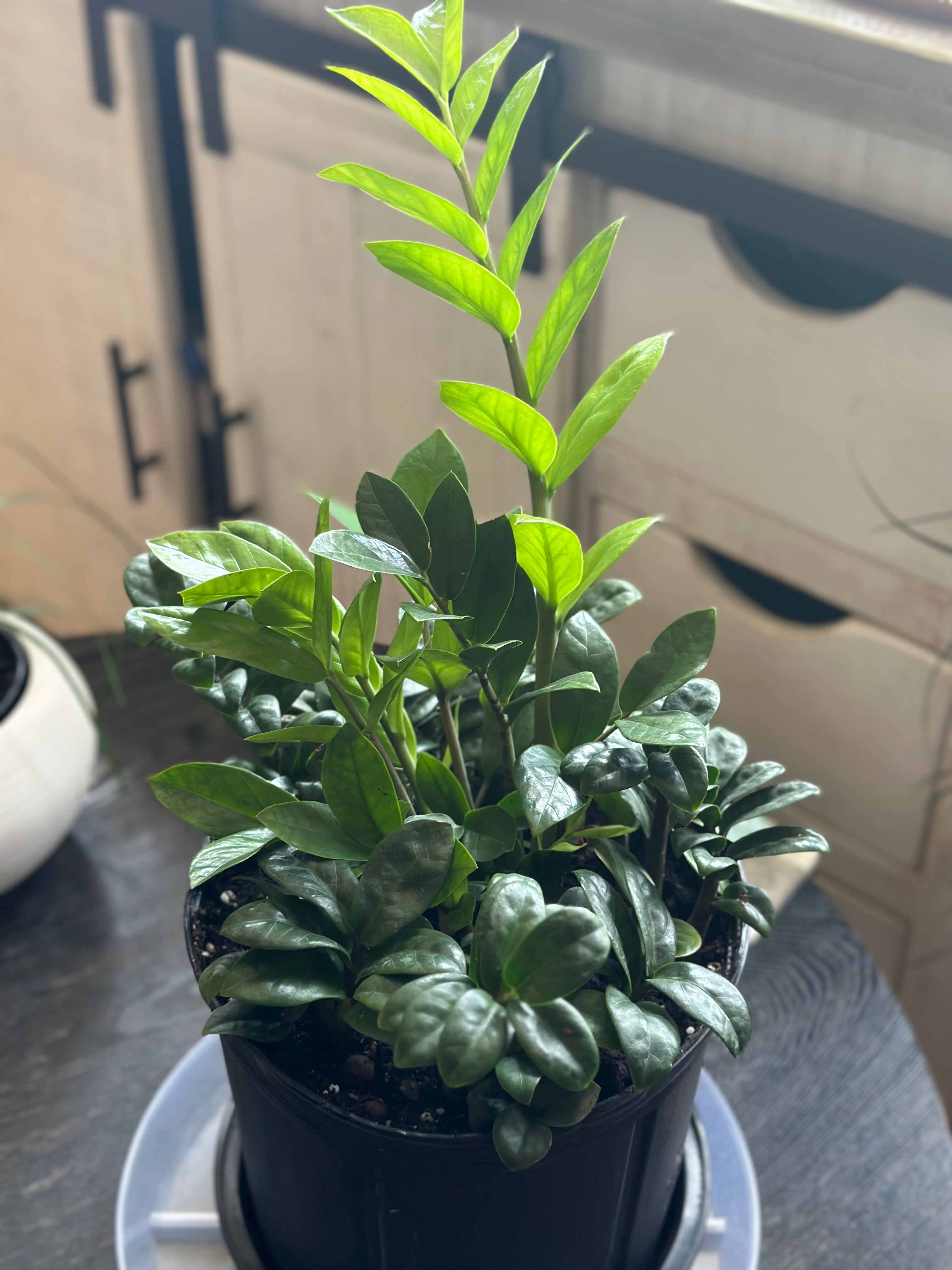 💎 ZZ Bouquet 10-Inch Pot (Dwarf & Regular ZZ Plant Mix)