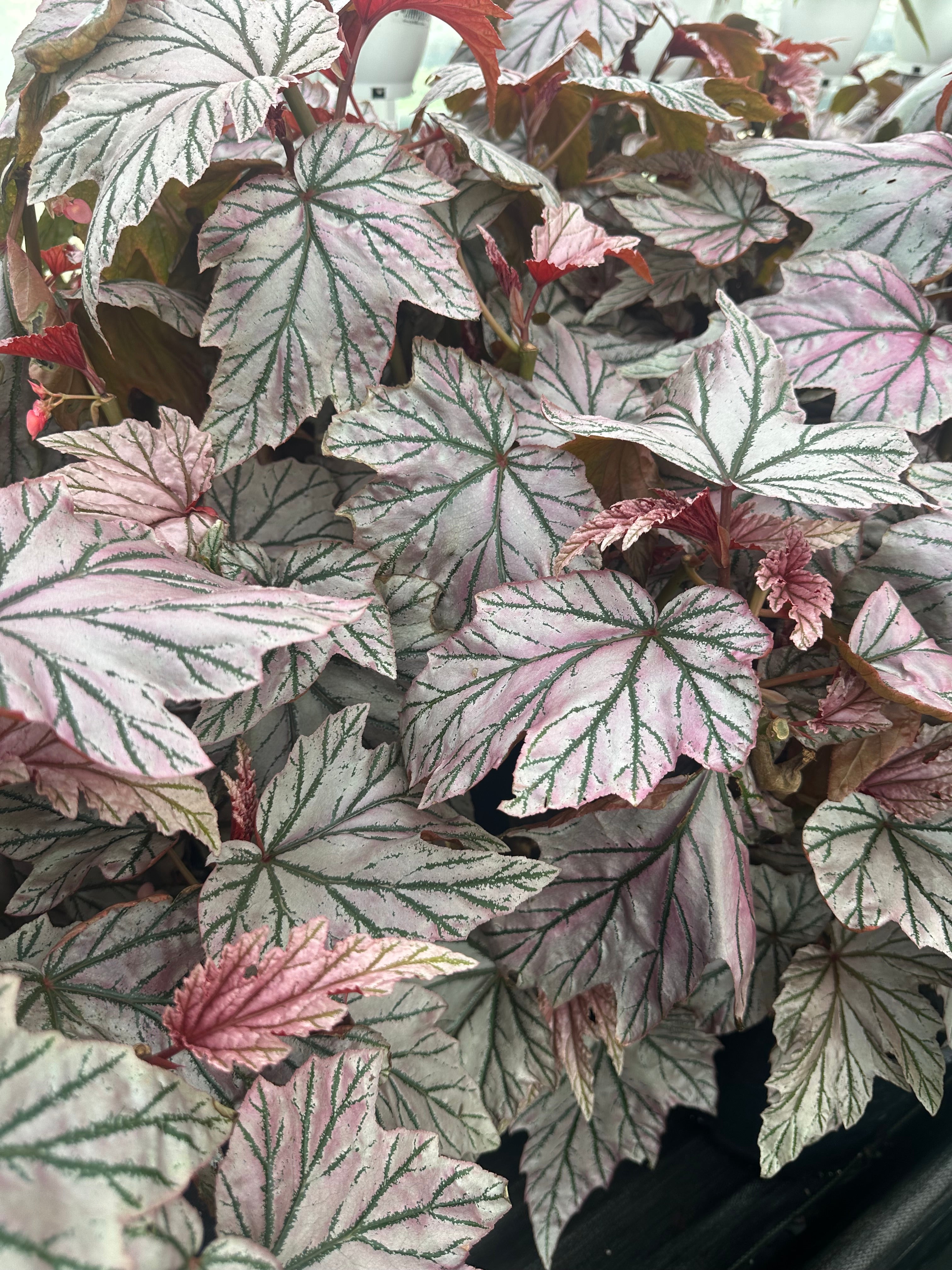 Begonia Lamoon | Rockaway Botanica – ROCKAWAY BOTANICA