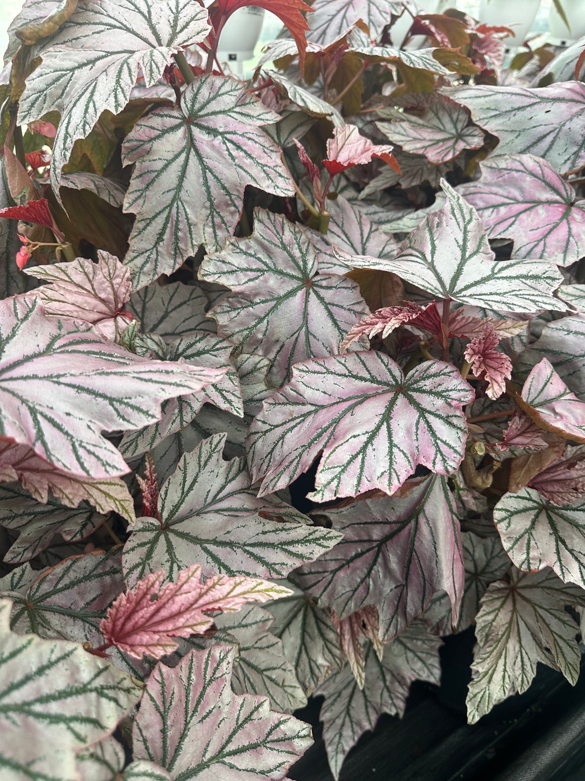 Begonia Lamoon | 4” Pot