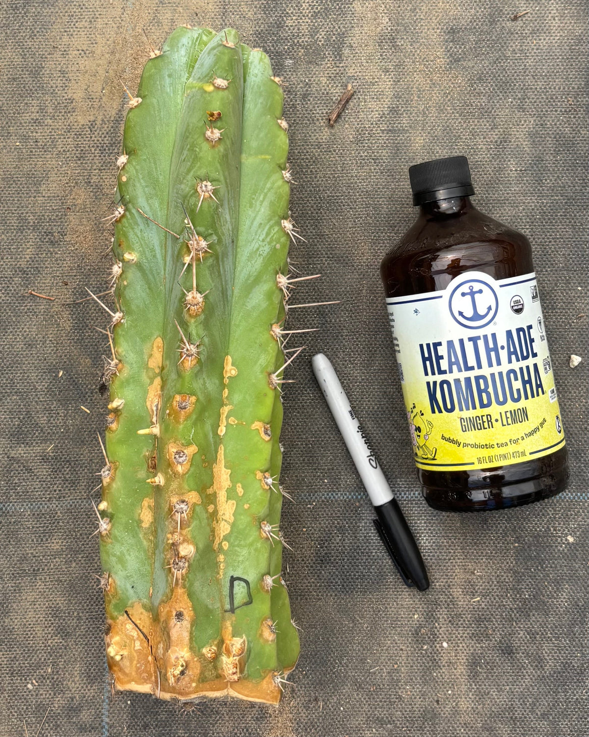 #EC20 EXACT TLC Special Trichocereus Peruvianus TSSBP Blue Peru Cactus Cuttings