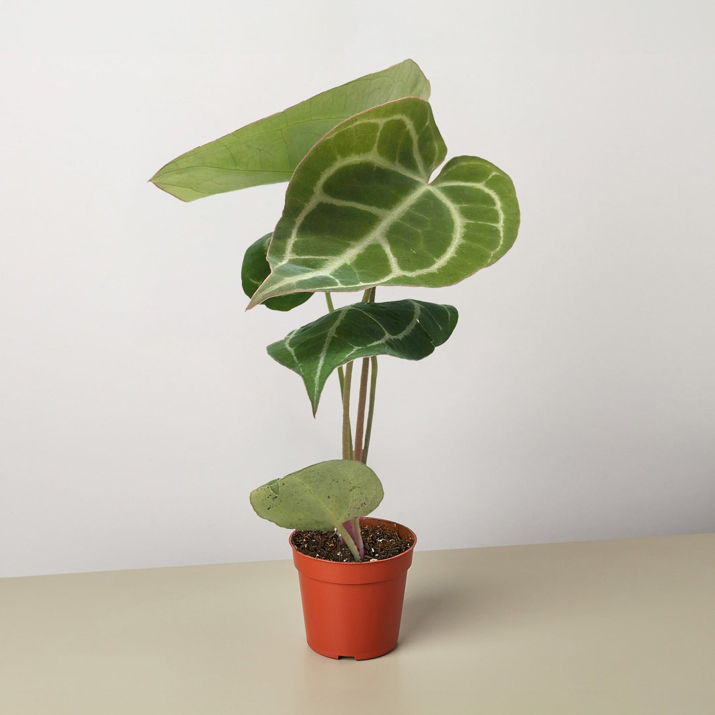 Anthurium Crystallinum