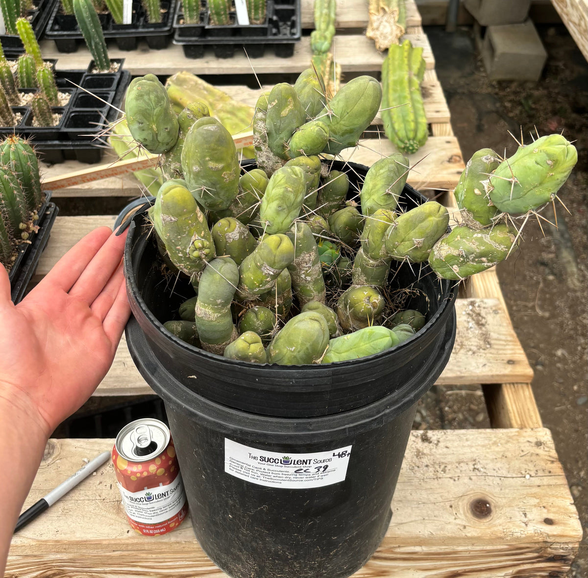 #EC39 EXACT Trichocereus Bridgesii Monstrose TBM Cactus 48+ segments