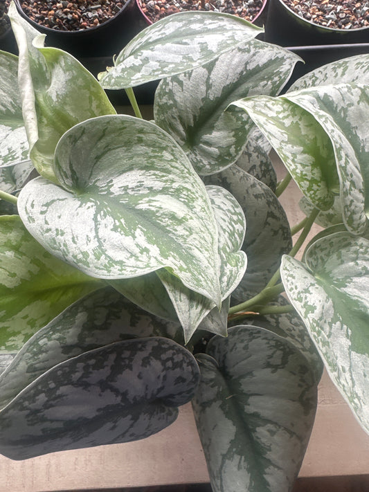 Scindapsus Silver Satin