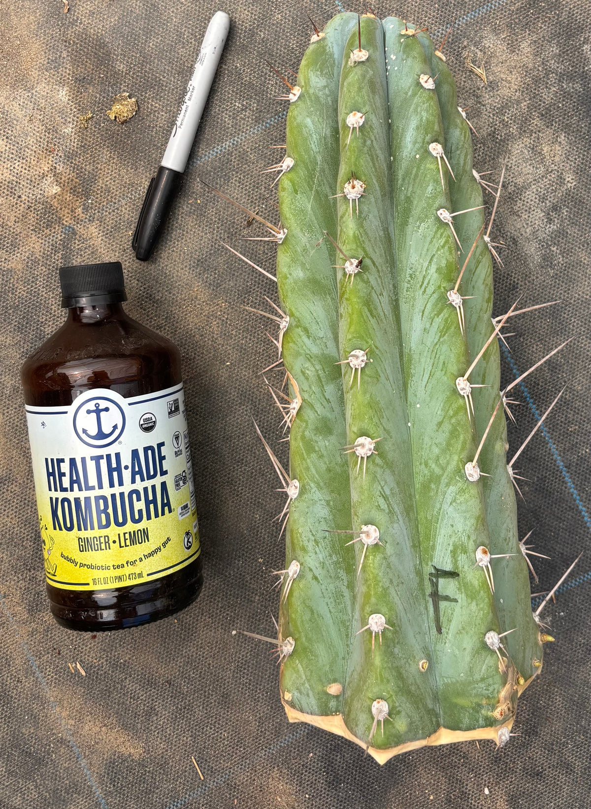 #EC20 EXACT TLC Special Trichocereus Peruvianus TSSBP Blue Peru Cactus Cuttings