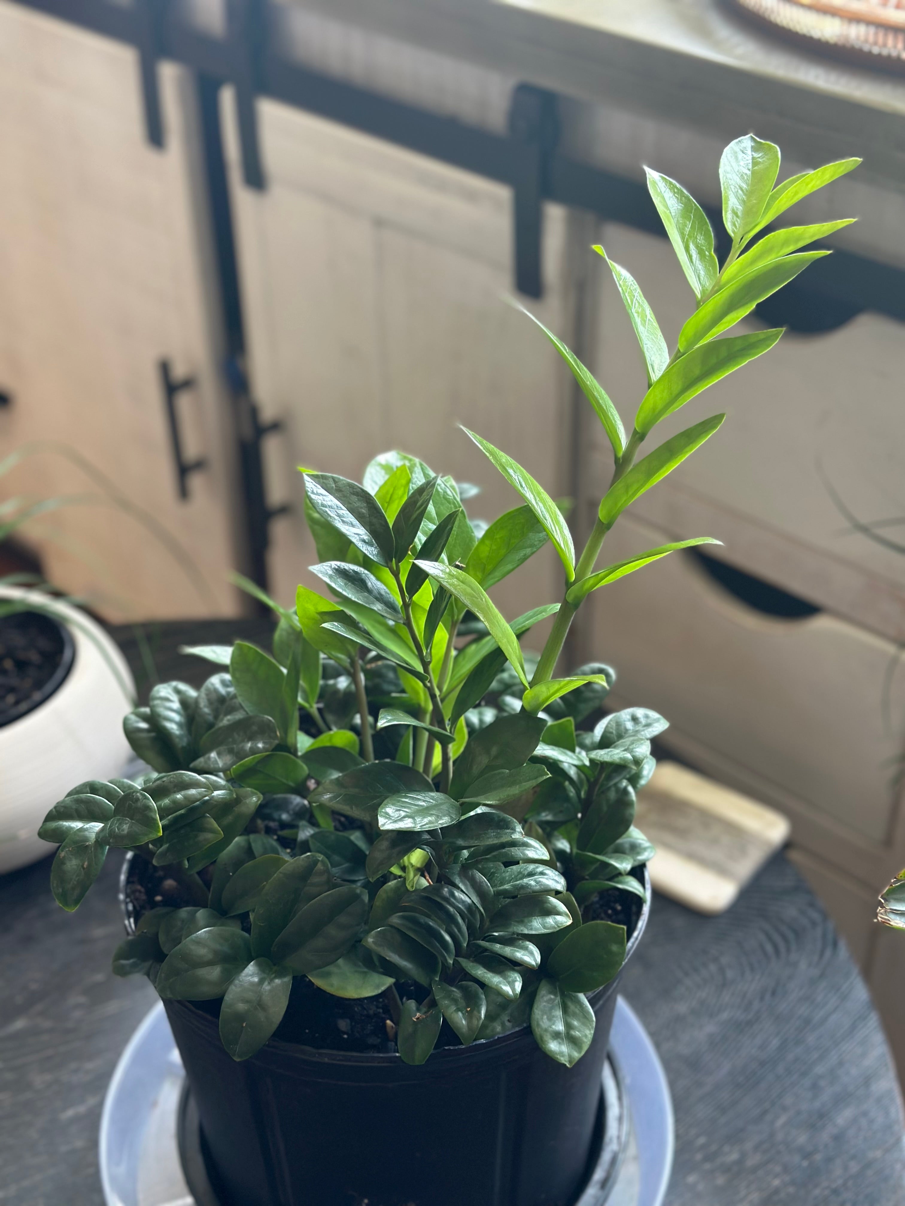 💎 ZZ Bouquet 10-Inch Pot (Dwarf & Regular ZZ Plant Mix)