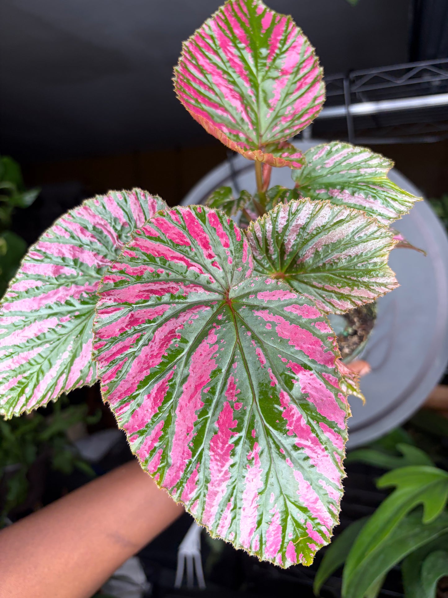 Begonia Brevirimosa Sub. Exotica