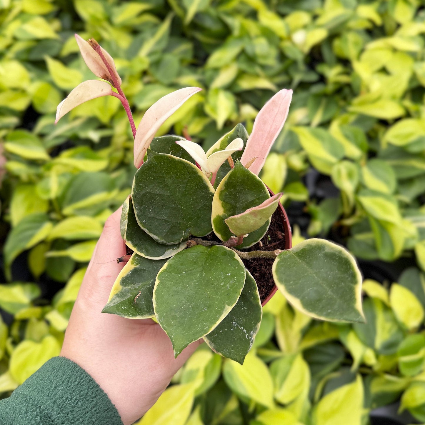 Hoya Krimson Queen Tricolor