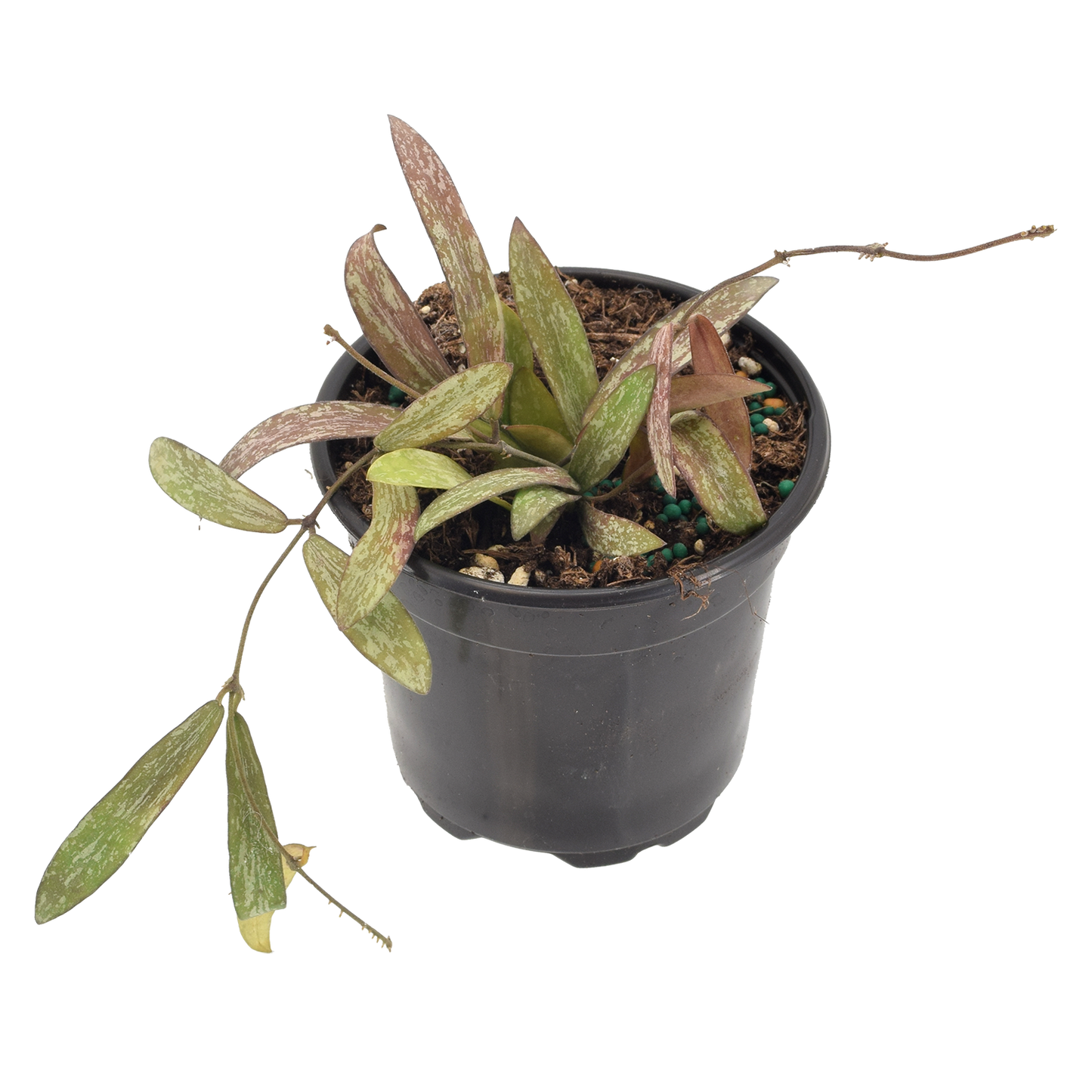 Hoya Sigillatis