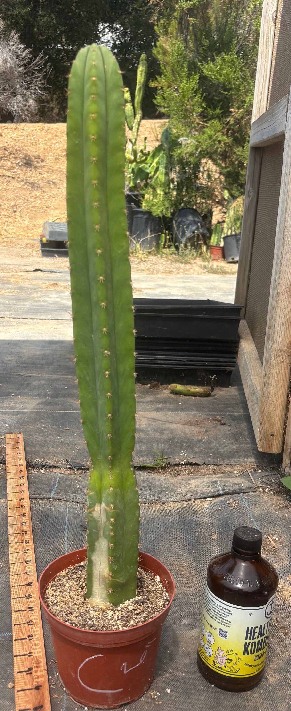 #EC13 EXACT Trichocereus Pachanoi #46 Cactus Potted & Cuttings