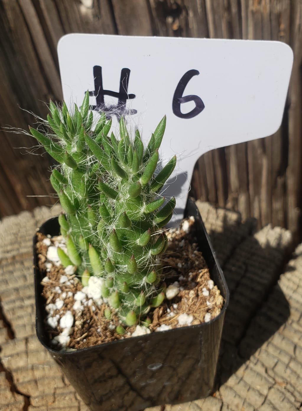 #6C Opuntia Eve's Needles 2"