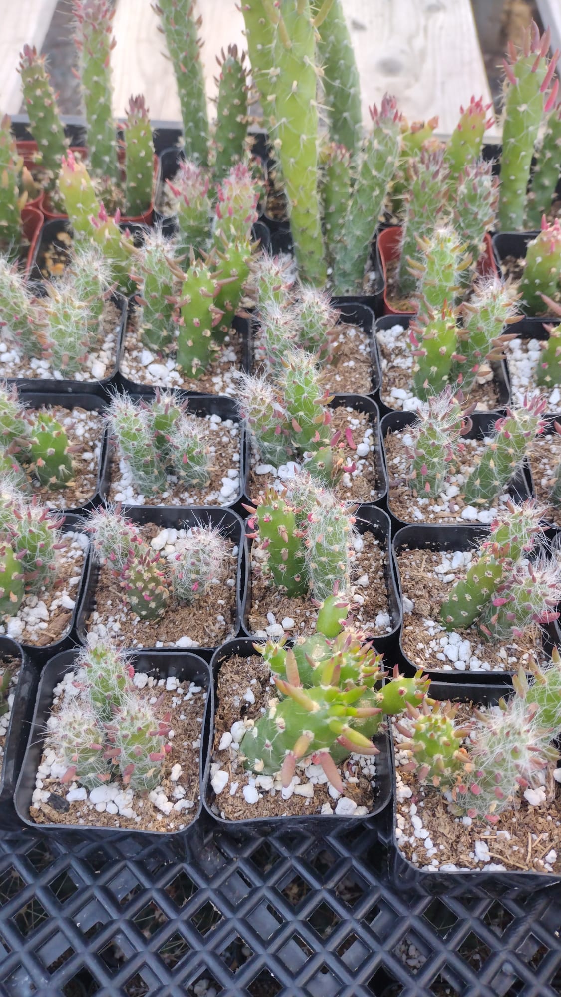 #6C Opuntia Eve's Needles 2"
