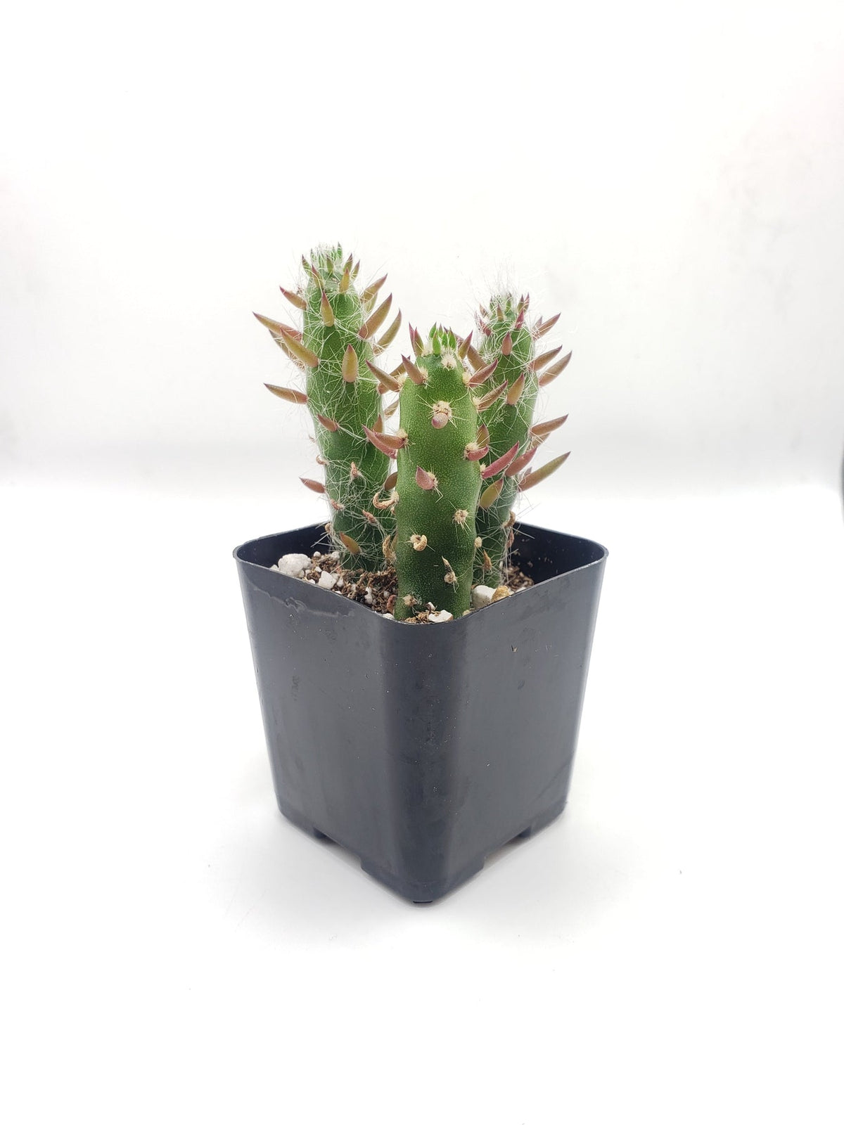 #6C Opuntia Eve's Needles 2"