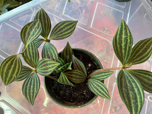 Peperomia puteolata — 3.5 in pot