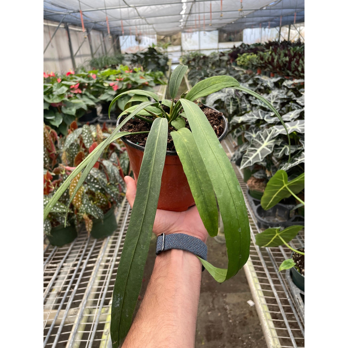 Anthurium 'Vittarifolium'