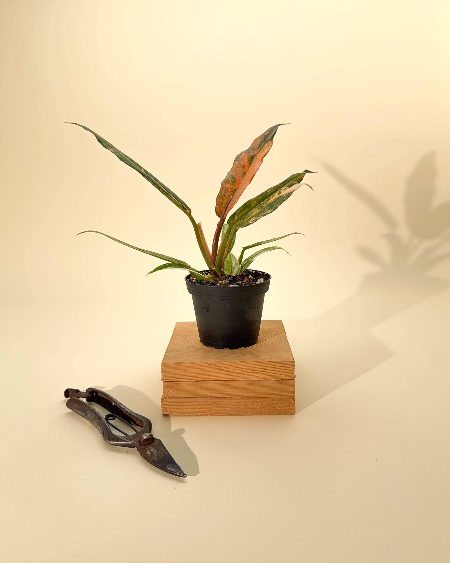 Philodendron Caramel Marble 'Heatwave' Variegated