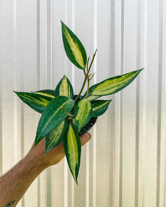 Hoya Macrophylla 'Pot of Gold' Variegated