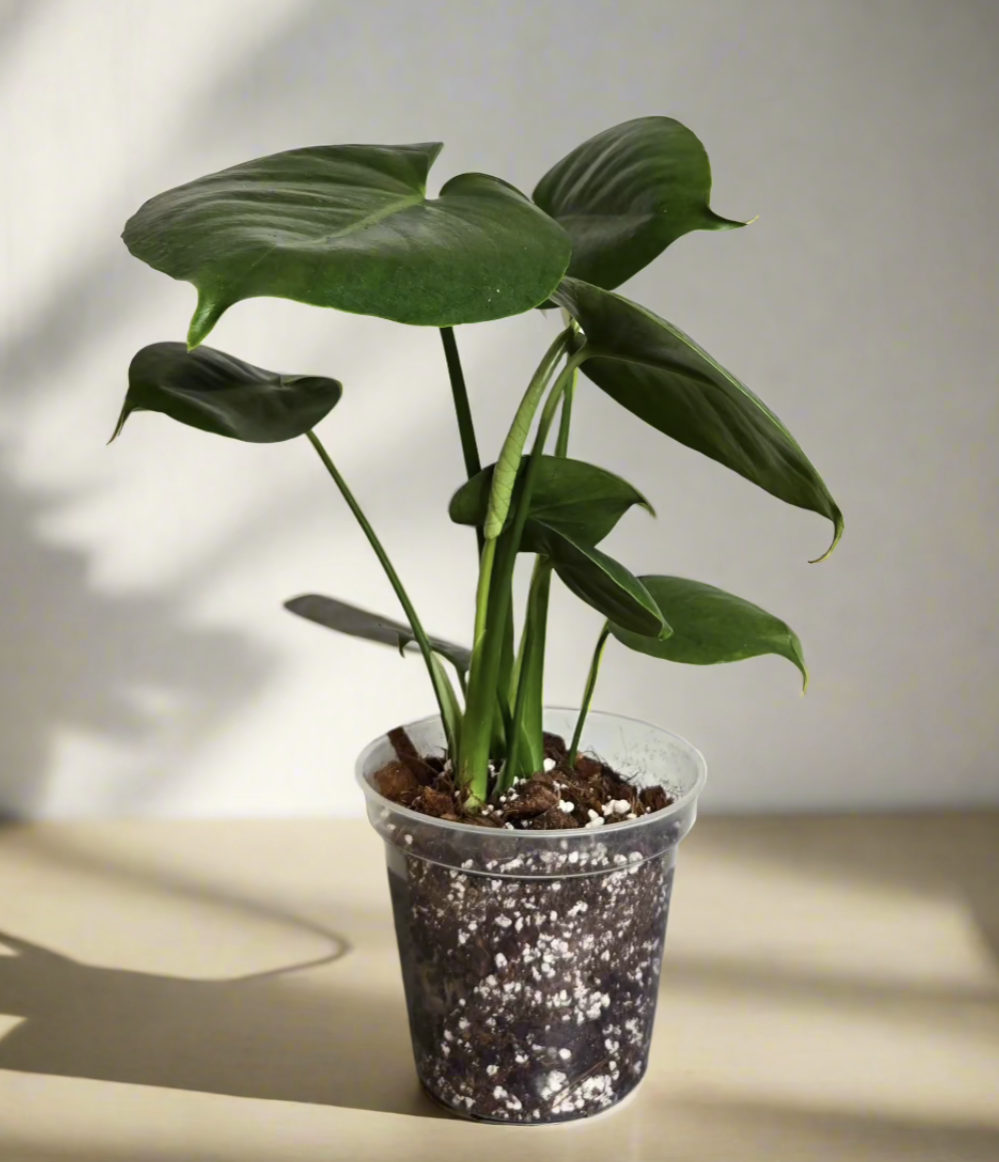 🌿 5" Monstera Deliciosa