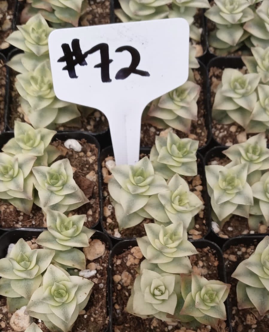#72 Perforata Variegata