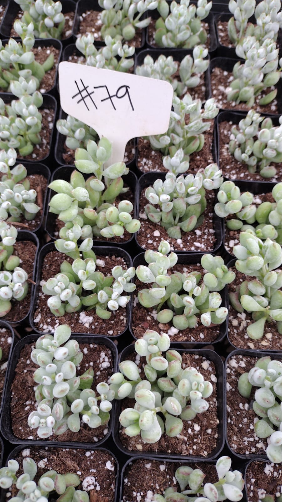 #79 Cotyledon Pendens