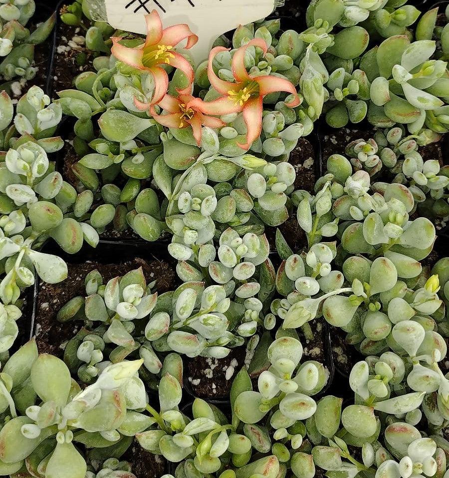 #79 Cotyledon Pendens