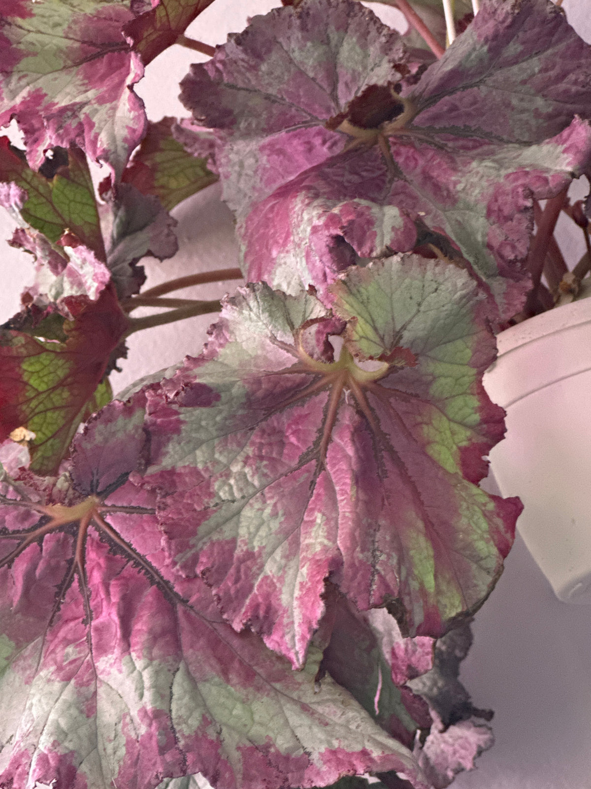 Begonia Emma’s Evolution™ ‘Tie Dye’ | 6” Hanging Basket