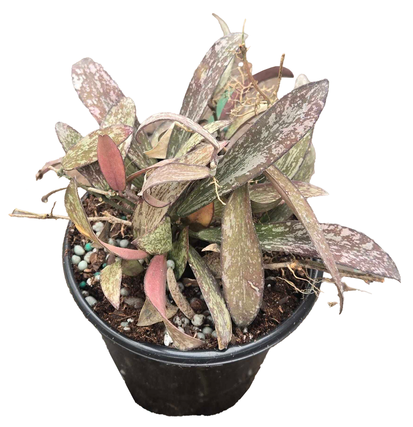 Hoya Sigillatis