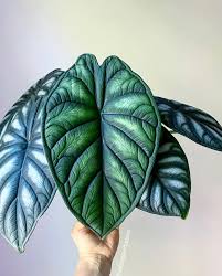 🦄 Alocasia Green Unicorn 2-3 Inch Starter Plant (Baby Magical Elephant Ear)