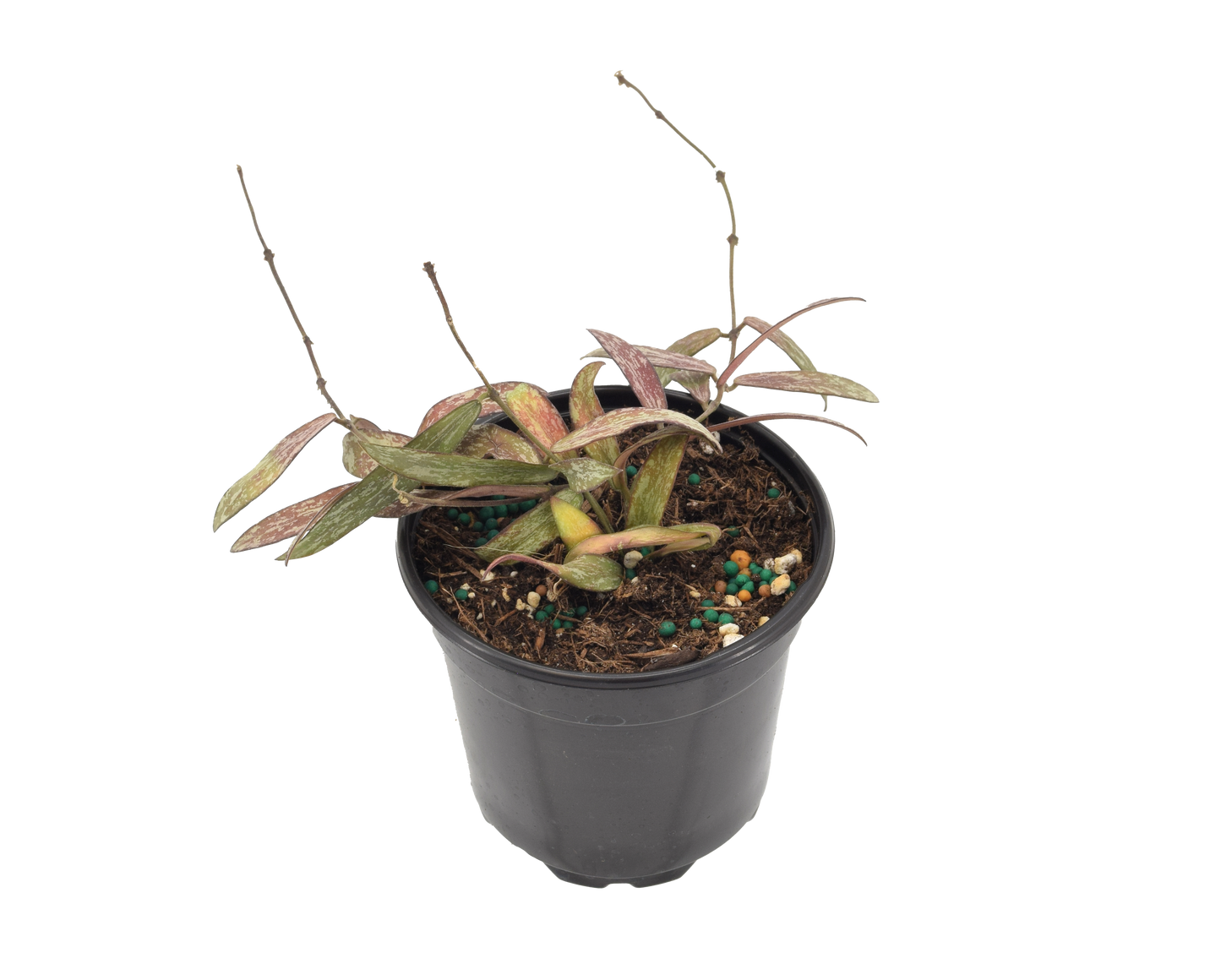 Hoya Sigillatis