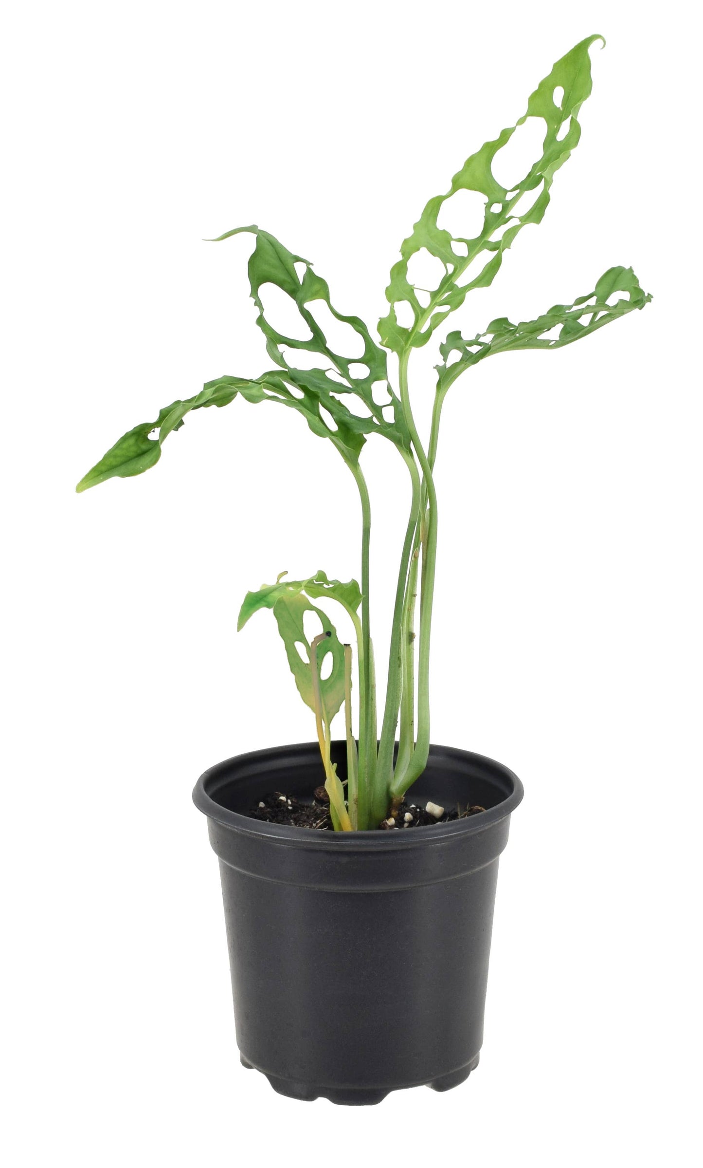 Monstera Obliqua Peru